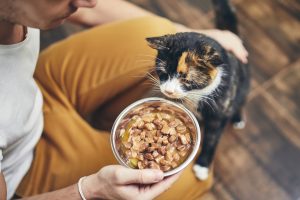 Pienso para gatos: conoce la mejor alimentación felina