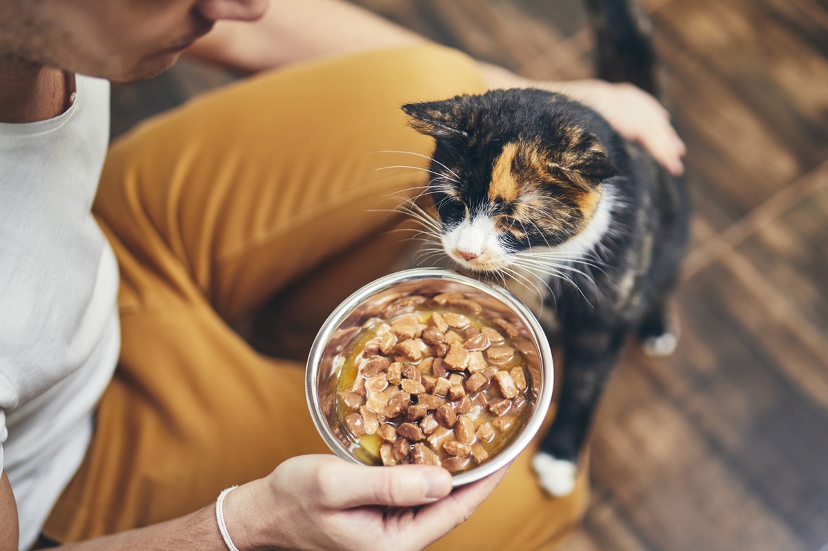 Pienso para gatos: conoce la mejor alimentación felina